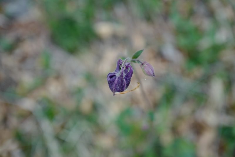 Aquilegia nigricans, photographed by antrum