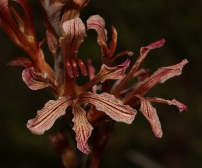 Tritoniopsis elongata, photographed by Brian du Preez