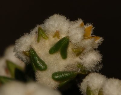 Phylica humilis, photographed by Brian du Preez