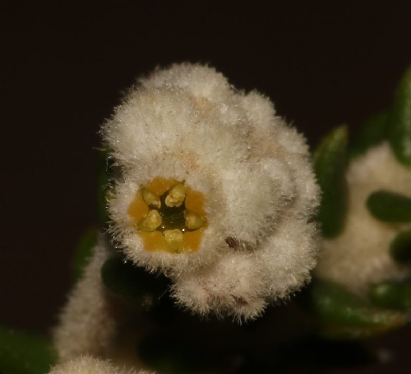 Phylica humilis, photographed by Brian du Preez