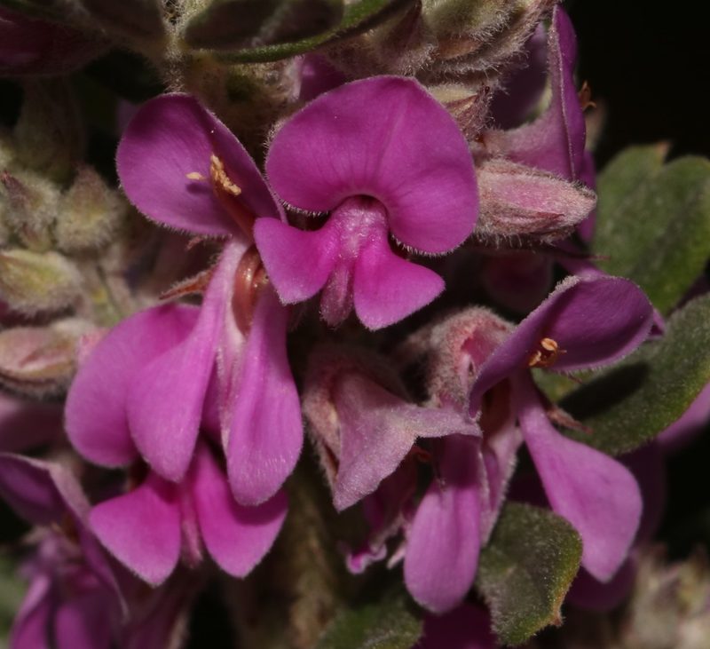 Indigofera hispida, photographed by Brian du Preez