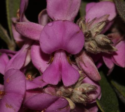 Indigofera hispida, photographed by Brian du Preez