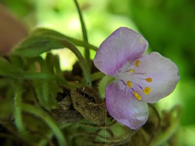 Tradescantia gigantea, photographed by Alison Northup