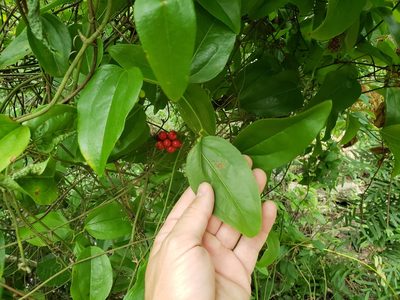 Smilax walteri, photographed by Jody Shugart
