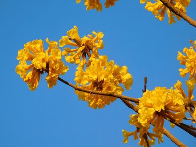 Handroanthus ochraceus, photographed by Malo Ramírez