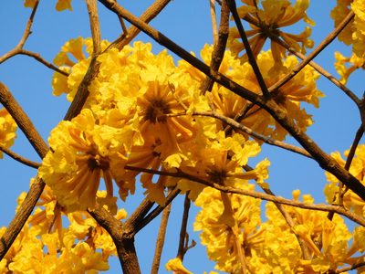 Handroanthus ochraceus, photographed by Malo Ramírez