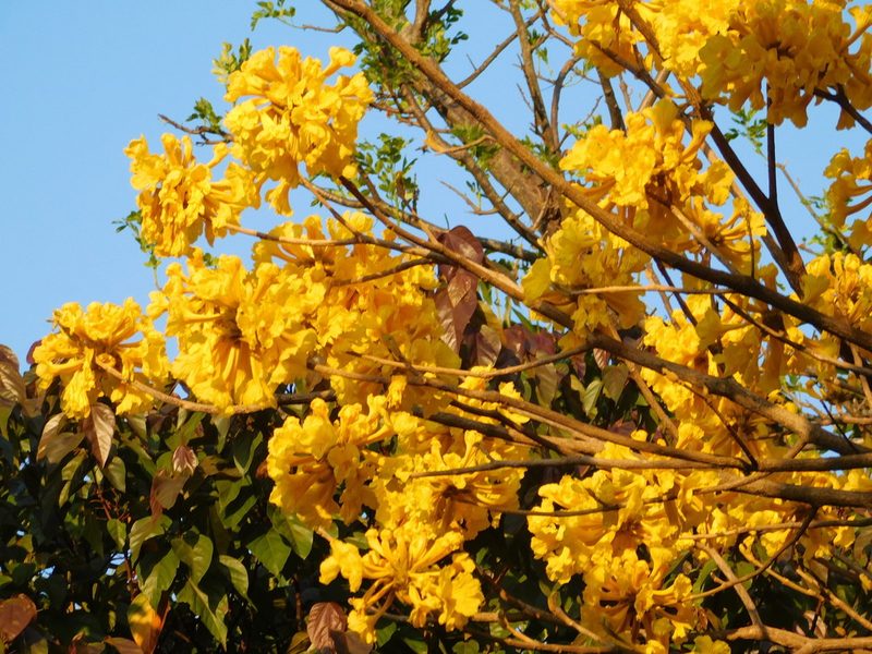 Handroanthus ochraceus, photographed by Malo Ramírez