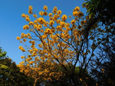 Handroanthus ochraceus, photographed by Malo Ramírez