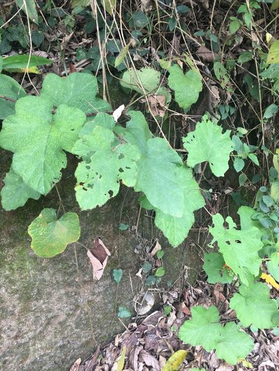 Rubus alceifolius, photographed by 何小花