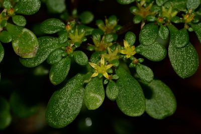 Sedum actinocarpum, photographed by 黃美滿