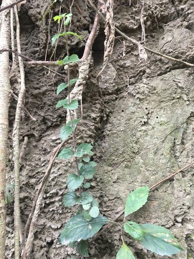 Scutellaria playfairii, photographed by 何小花