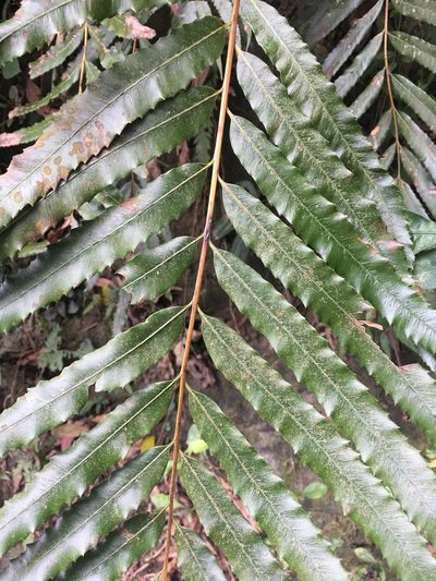 Plenasium banksiifolium, photographed by 何小花