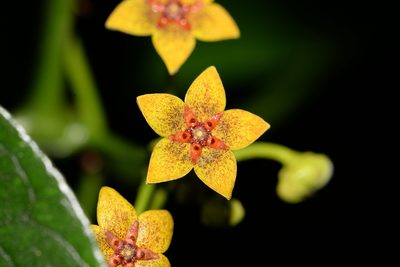 Heterostemma brownii, photographed by 黃美滿