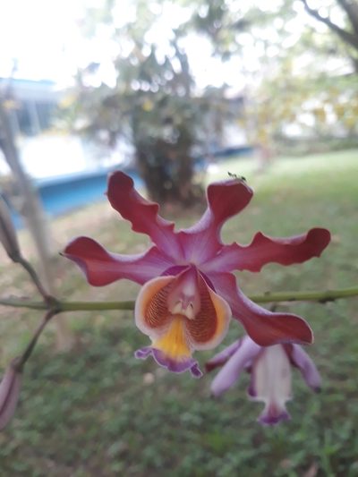 Myrmecophila grandiflora, photographed by Victor De la Cruz