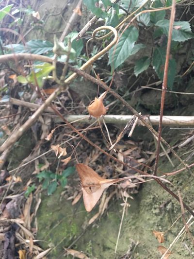 Begonia ravenii, photographed by 何小花