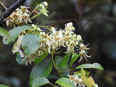 Stauntonia obovatifoliola, photographed by 黃美滿