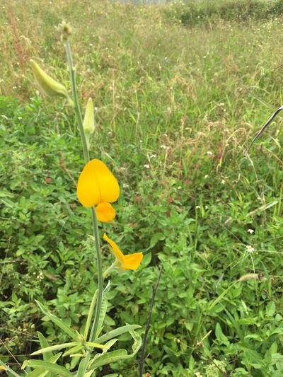 Crotalaria juncea, photographed by 何小花