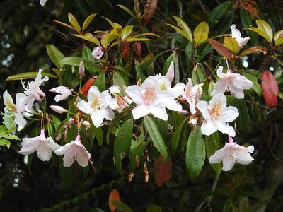 Rhododendron latoucheae, photographed by 黃美滿