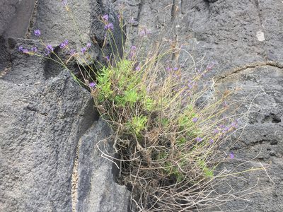 Lavandula canariensis, photographed by Lera Miles