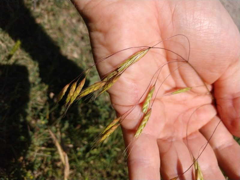 Bromus arvensis, photographed by Cleveland Powell