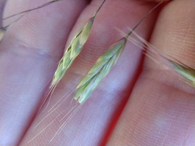 Bromus arvensis, photographed by Cleveland Powell