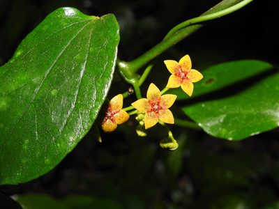 Heterostemma brownii, photographed by 黃美滿