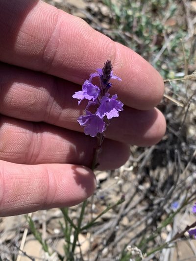 Verbena perennis, photographed by CK2AZ