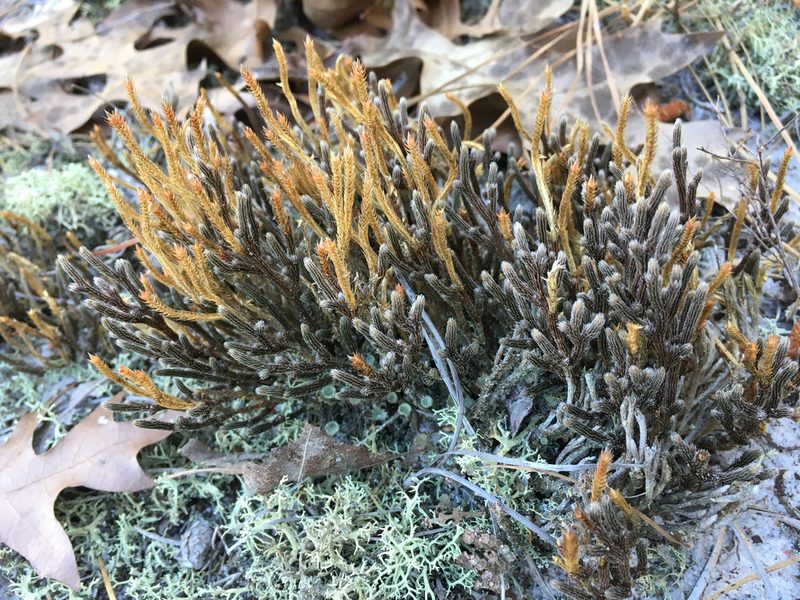Selaginella acanthonota, photographed by Alan Weakley