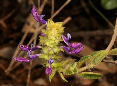 Coleus lasianthus, photographed by Wynand Uys
