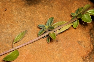 Coleus lasianthus, photographed by Wynand Uys