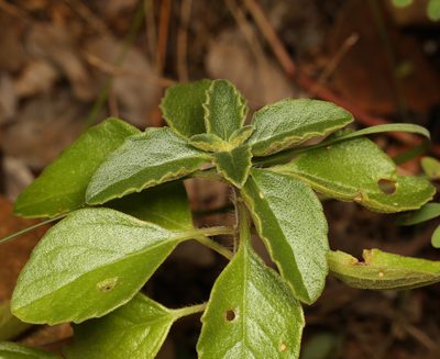 Coleus lasianthus, photographed by Wynand Uys