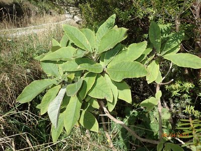 Brachyglottis hectorii, photographed by Duncan Cunningham