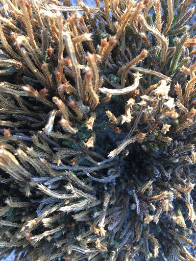 Selaginella acanthonota, photographed by Alan Weakley