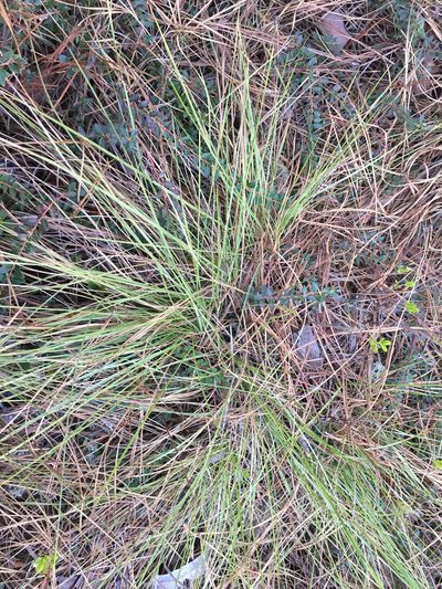 Sporobolus pinetorum, photographed by Alan Weakley