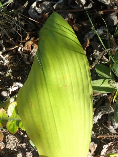 Aspidistra elatior, photographed by Nicola van Berkel