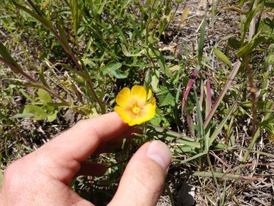 Linum rigidum, photographed by Cleveland Powell