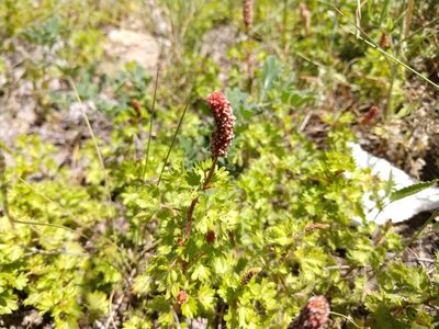 Acalypha radians, photographed by Cleveland Powell