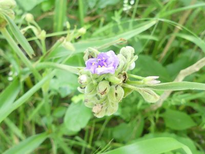 Tradescantia gigantea, photographed by Morgan Hay