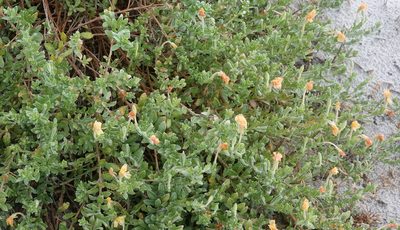 Oenothera humifusa, photographed by Claire Herzog