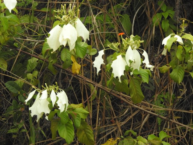 Mussaenda frondosa, photographed by Manoj Karingamadathil