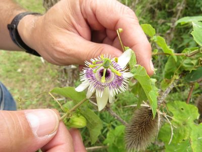 Passiflora morifolia, photographed by Leonel Roget