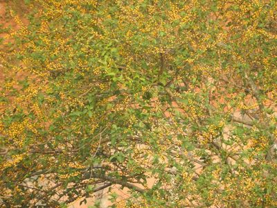Ficus exasperata, photographed by Manoj Karingamadathil