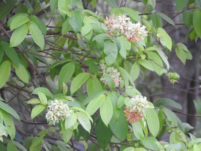 Getonia floribunda, photographed by Manoj Karingamadathil