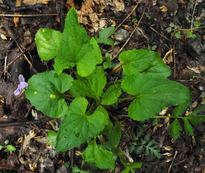 Viola affinis, photographed by John Ambler