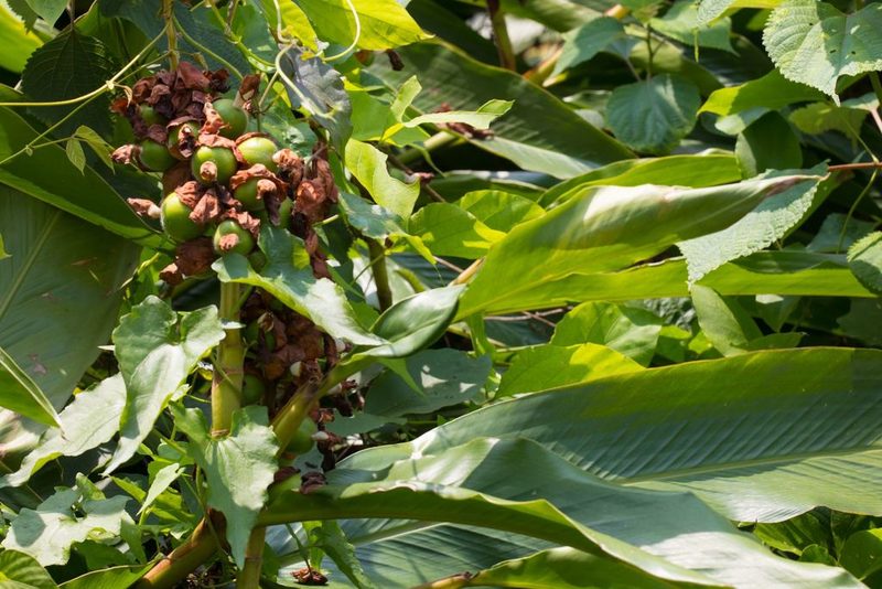 Alpinia hainanensis, photographed by portioid