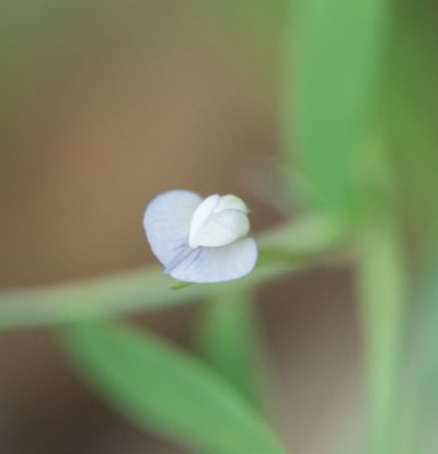 Vicia hassei, photographed by Jesse Rorabaugh