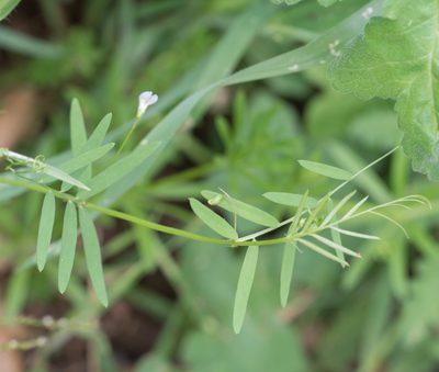 Vicia hassei, photographed by Jesse Rorabaugh