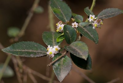 Ilex pubescens, photographed by portioid