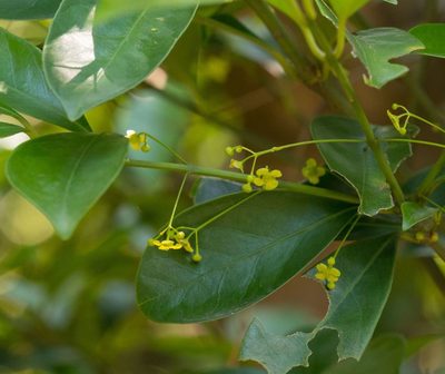 Euonymus nitidus, photographed by portioid