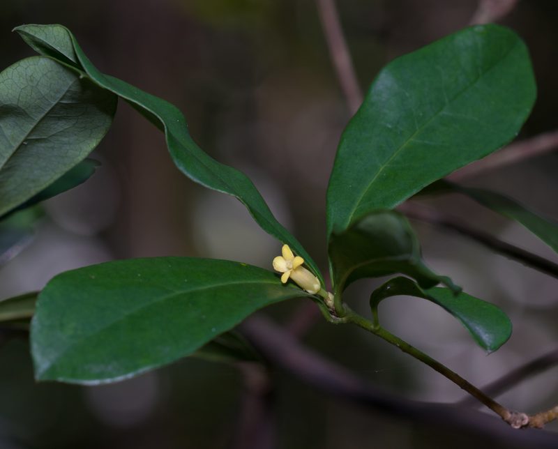Pittosporum glabratum, photographed by portioid